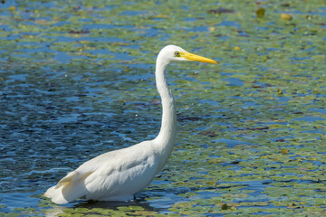 Eastern Great Egret in Queensland Australia