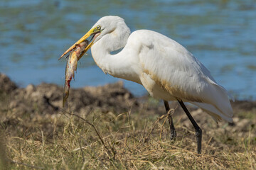 Eastern Great Egret in Queensland Australia
