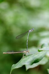 Reproduction accouplement libellule - nature faune milieu humide