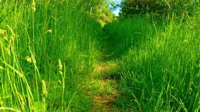 Walking, sneaking or crawling through tall green grass. Animals point of view.