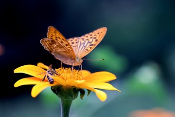 Papillon et abeille sur une fleur orange - nature biodiversité © mathisprod