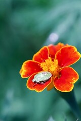 Punaise insecte sur une fleur - nature biodiversité