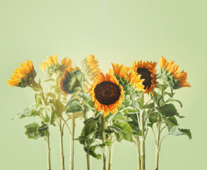 Beautiful sunflowers with stems and leaves standing at pale green background. Seasonal summer...