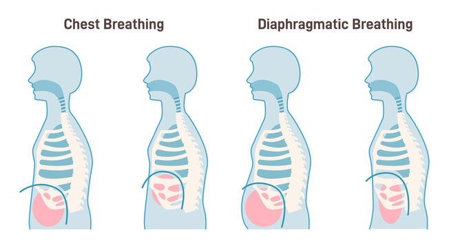 Chest And Diaphragmatic Breathing Types. Anatomical Mechanism