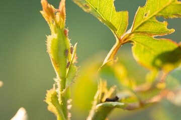 aphid on a rose