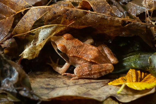 The wood frog, Lithobates sylvaticus or Rana sylvatica. Adult wood frogs are usually brown, tan, or rust-colored, and usually have a dark eye mask