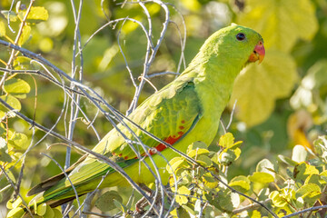 Red-winged Parrot in Queensland Australia