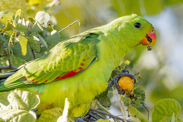 Red-winged Parrot in Queensland Australia