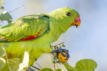 Red-winged Parrot in Queensland Australia