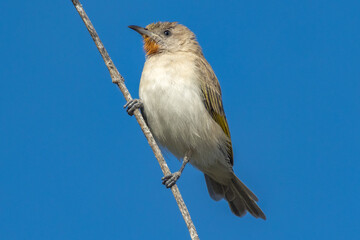 Rufous-throated Honeyeater in Queensland Australia