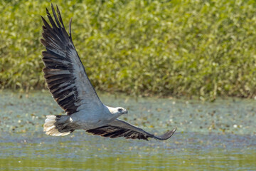 White-bellied Sea Eagle in Queensland Australia