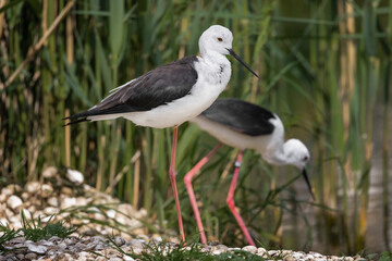 close up of a stilt bird standing at edge of pond lake