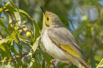 Yellow-tinted Honeyeater in Queensland Australia