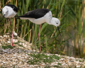 close up of a stilt bird standing at edge of pond lake