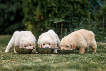 small puppy dog golden retriever labrador eat from a plate in the park in the summer in nature