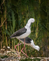 Fototapeta premium close up of two stilt bird by an pond
