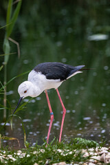 close up of a stilt bird by an pond