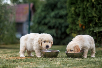 small puppy dog golden retriever labrador eat from a plate in the park in the summer in nature