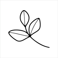 Hand drawn eucalyptus branch. Botanical design elements for invitations, greeting cards, menu, web. Floral line art.