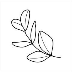 Hand drawn eucalyptus branch. Botanical design elements for invitations, greeting cards, menu, web. Floral line art.