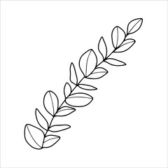 Hand drawn eucalyptus branch. Botanical design elements for invitations, greeting cards, menu, web. Floral line art.