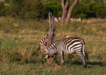Obraz na płótnie Canvas Two small zebras rubbing at the trunk on the grass in savannah. Masai Mara national park. Kenya