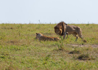 Fototapeta na wymiar Lion and lioness on the grass during the mating season. Masai Mara national park. Kenya