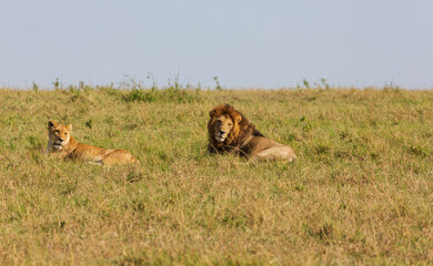 Lying lion and lioness on the grass during the mating period. Masai Mara national park. Kenya