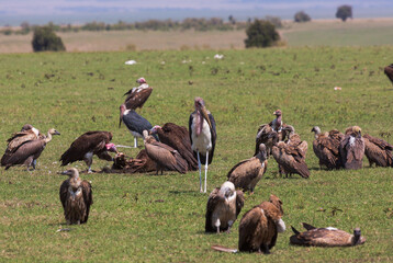 Vultures waiting for their meal on the grass in savannah. Masai mara national park. Kenya