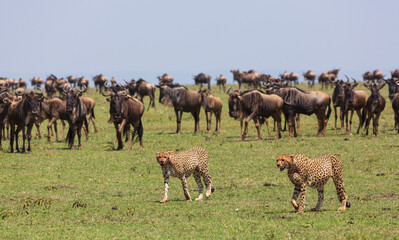 Two cheetahs walking with full stomach after the meal and a lot of antelopes gnus standing around on the grass in savannah. Masai Mara national park. Kenya