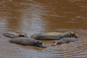 Fototapeta premium A group of hippos lying in the water. Masai Mara national park. Kenya