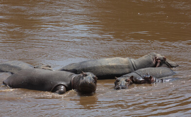 A group of hippos lying in the water. Masai Mara national park. Kenya