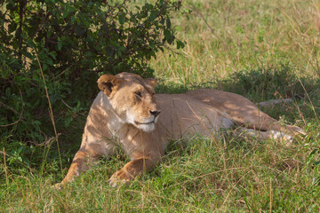 Lioness lying under the bush on the grass in savannah. Masai Mara national park, Kenya