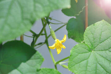 small cucumber gherkin with a flower ripens on a cucumber bush closeup