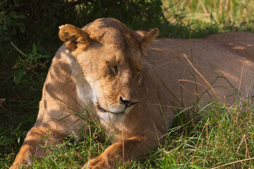 Closeup Portrait of lioness lying under the bush on the grass in savannah. Masai Mara national park, Kenya