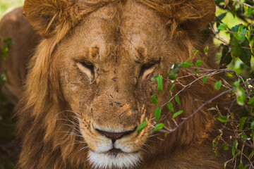 Closeup portrait of lion (full face). Masai Mara national park, Kenya