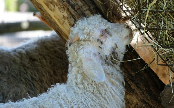 Mouton qui mange du foin à la ferme