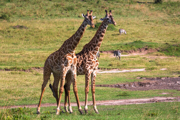 Naklejka na ściany i meble Two giraffes standing near each other on the grass in savannah during the mating period. Masai Mara national park, Kenya