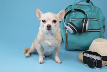 cute brown short hair chihuahua dog  sitting  on blue background with travel accessories, camera, backpack, headphones and straw hat. travelling  with animal concept.