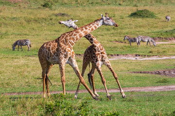 Naklejka na ściany i meble Two giraffes standing near each other on the grass in savannah and crossing their necks in love dance during the mating period . Masai Mara national park, Kenya