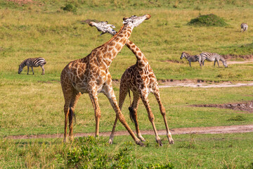 Two giraffes standing near each other on the grass in savannah and crossing their necks in love dance during the mating period . Masai Mara national park, Kenya