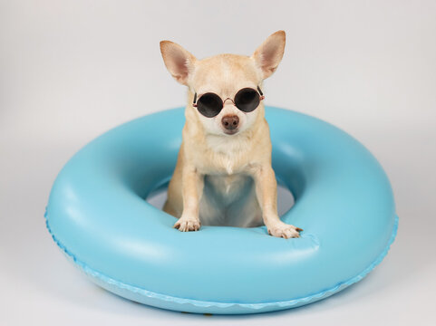 cute brown short hair chihuahua dog wearing sunglasses sitting  in blue swimming ring, isolated on white background.