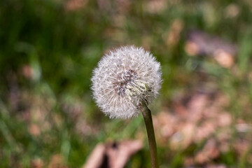 dandelion in the grass