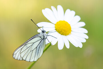 Aporia crataegi - groot geaderd witje in Dutch - early in the morning waking up on a daisy.