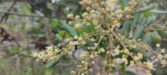 bees eating cider for honey