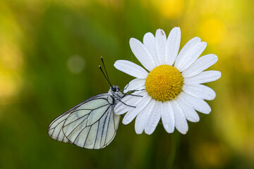 Aporia crataegi - groot geaderd witje in Dutch - early in the morning waking up on a daisy.
