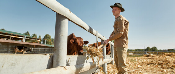 Teenage male farmer feeding milk cattle with hay