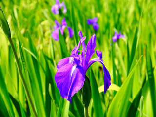 One flower of Japanese iris