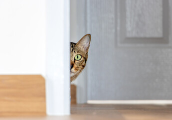 The cat peeks out from behind the door