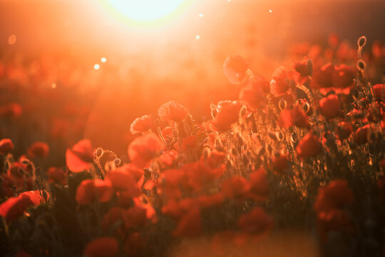 Beautiful field of red poppies in the sunset light.